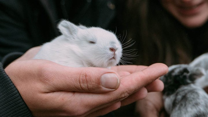 A small rabbit sat in a persons hand