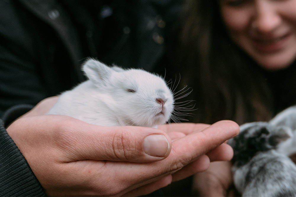 A small rabbit sat in a persons hand