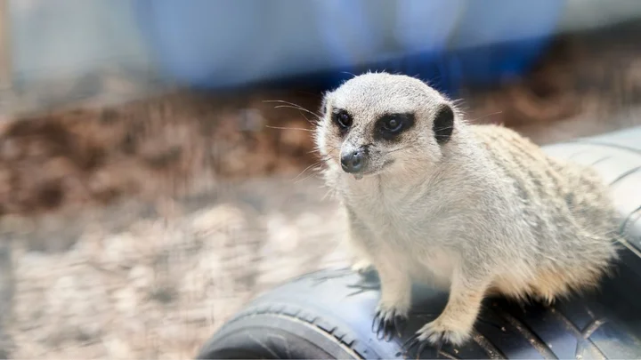 Close‑up of a meerkat sitting on a rubber enrichment tunnel during an Animal Management course activity.