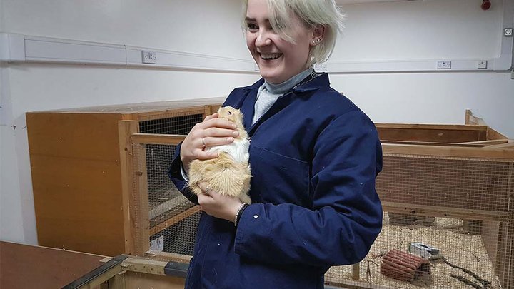 A Manchester College student holding a guinea pig