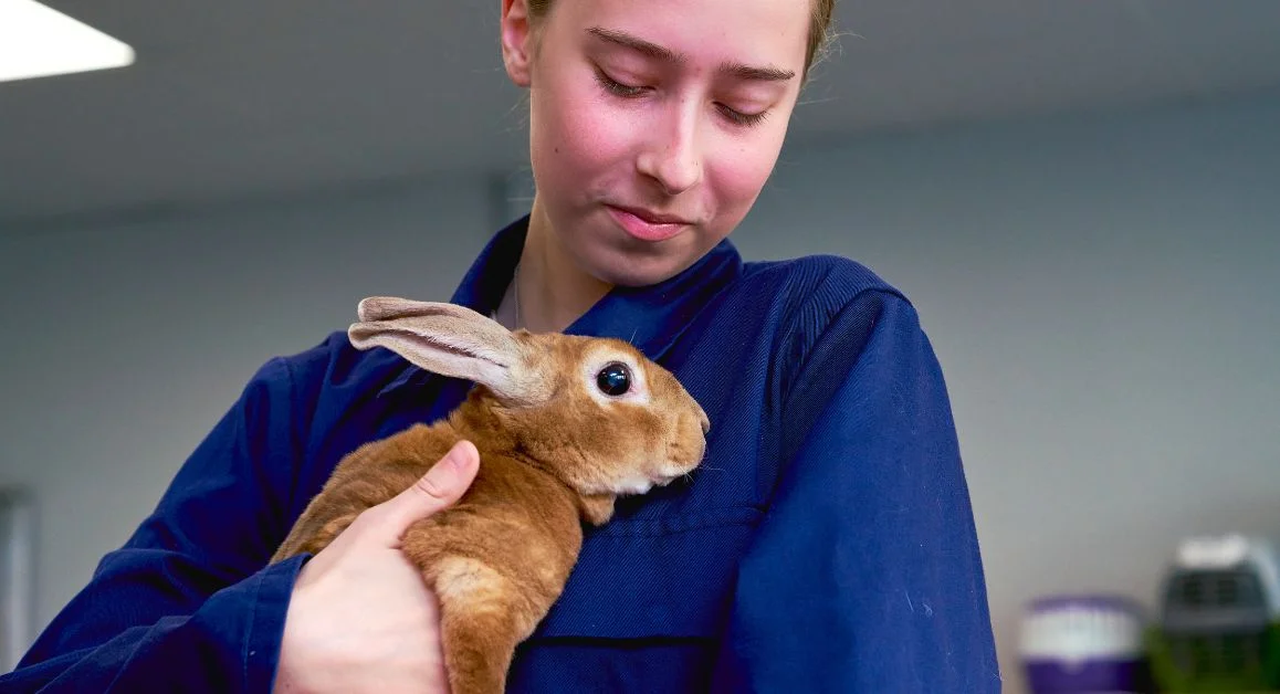 A learner from The Manchester College in an animal care classroom holding a light brown rabbit.
