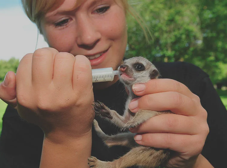 Person hand-feeding a baby meerkat with a syringe outdoors.