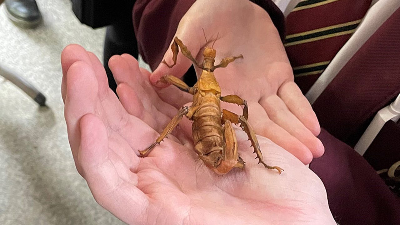 Stick insect from The Manchester College's Animal Care department.