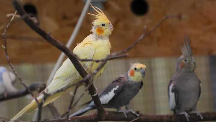Group of cockatiels perched on branches inside an aviary, used for Animal Management learning and bird care observation.