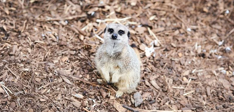 Close-up of a merekat standing on its back legs