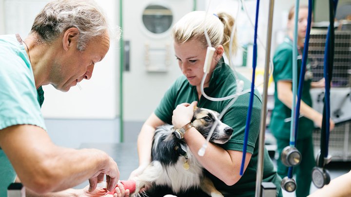 A vet and a veterinary nurse looking after a dog
