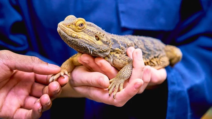 Close‑up of a bearded dragon being gently held by learners during an Animal Management practical handling session.