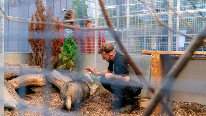 Animal management enclosure at The Manchester College Wythenshawe campus, showing a staff member interacting with an animal in a naturalistic habitat used for practical education and training.