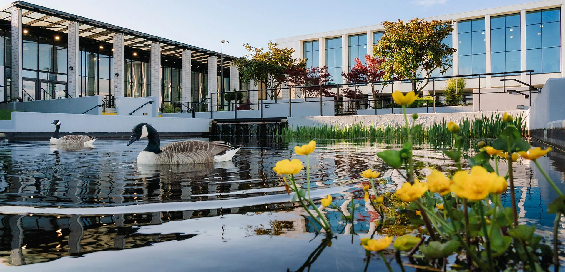 Outdoor view of The Manchester College Openshaw Campus, showing modern buildings beside a landscaped pond with water plants and Canadian Geese.